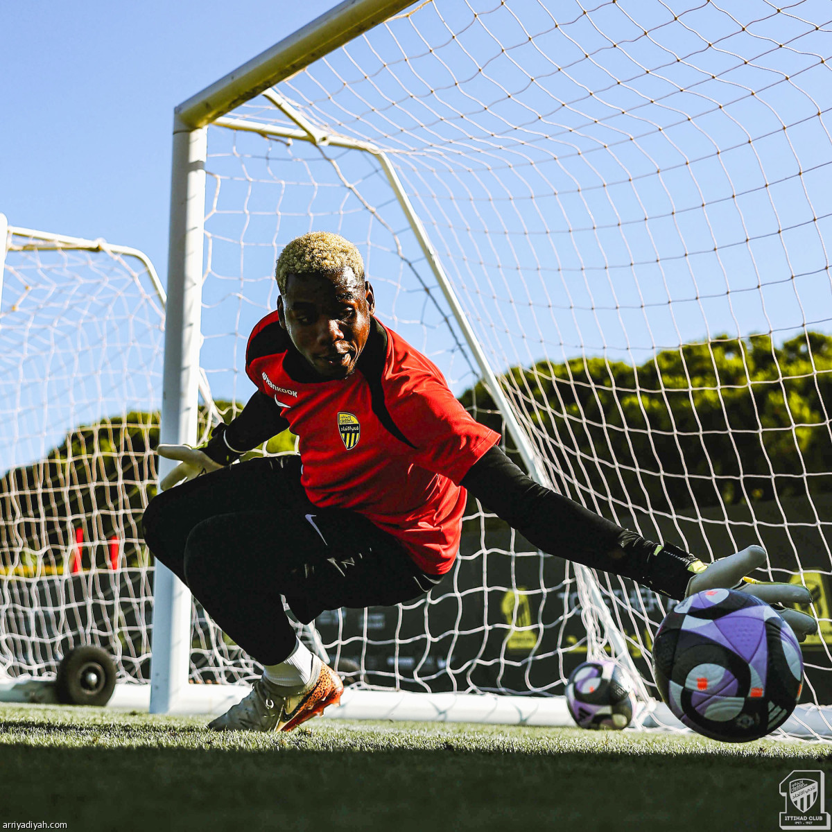 استنفار النمور